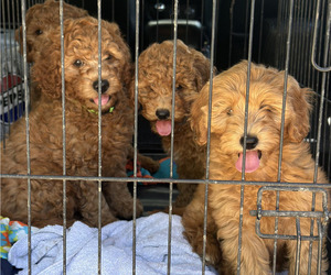 Goldendoodle (Miniature) Litter for sale in LINCOLN, CA, USA
