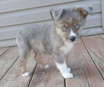 Small Miniature Australian Shepherd