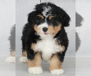 Miniature Bernedoodle Puppy for sale in FREDERICKSBURG, OH, USA