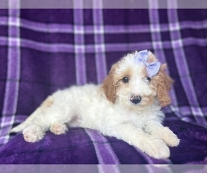 Cavapoo Puppy for sale in LAKELAND, FL, USA