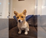 Small #3 Pembroke Welsh Corgi
