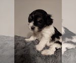 Small Photo #5 Havanese Puppy For Sale in CRETE, NE, USA