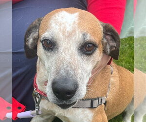 Walter - Male Mutt Dog for Adoption - Photo #7