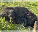 Small Photo #26 Rottle Puppy For Sale in CHICKAMAUGA, GA, USA
