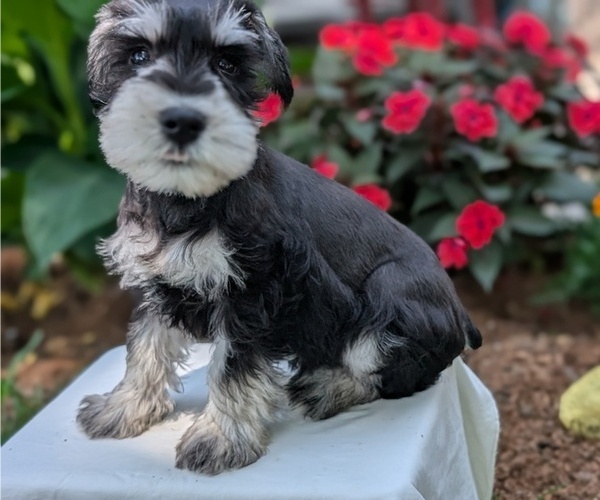 Medium Photo #6 Schnauzer (Miniature) Puppy For Sale in GOSHEN, IN, USA