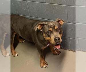 Mutt Dogs for adoption in Rowlett, TX, USA