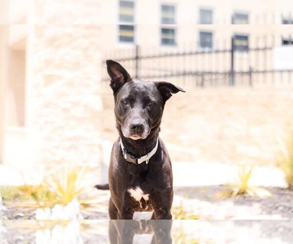 Medium Photo #17 Labrador Retriever-Unknown Mix Puppy For Sale in Rockwall, TX, USA