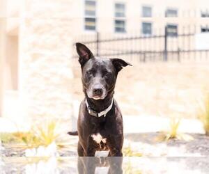 Stormy-$75 Adoption Fee! Diamond Dog! - Female Labrador Retriever-Unknown Mix Dog for Adoption - Photo #17