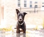 Small #16 Labrador Retriever Mix