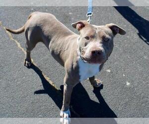 American Pit Bull Terrier Dogs for adoption in Martinez, CA, USA