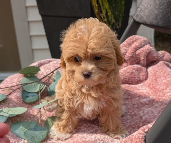 Medium Photo #3 Maltipoo (Miniature) Puppy For Sale in GOSHEN, IN, USA