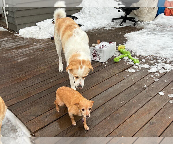 Medium Photo #4 Chihuahua-Unknown Mix Puppy For Sale in Plymouth, MN, USA