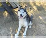 Small Siberian Husky
