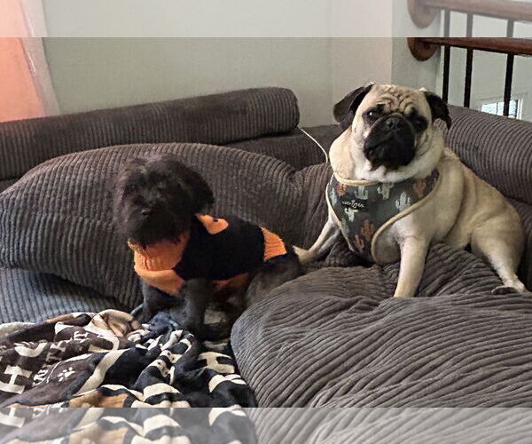 Medium Photo #3 Cairn Terrier-Unknown Mix Puppy For Sale in Wheaton, IL, USA