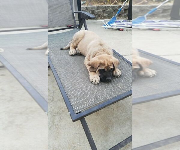 Medium Photo #5 Mastiff Puppy For Sale in LAKEPORT, CA, USA