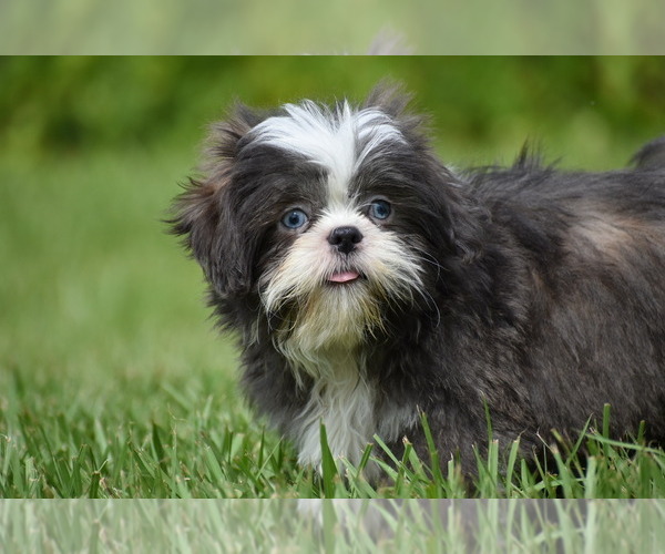 Medium Photo #3 Shih Tzu Puppy For Sale in PALM COAST, FL, USA