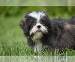 Small #2 Shih Tzu