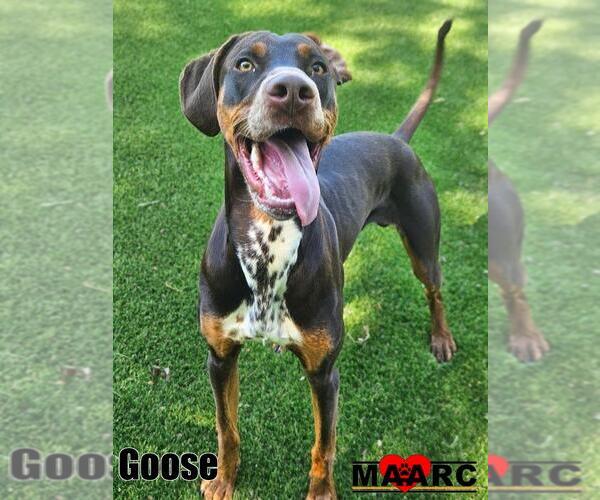 Medium Photo #1 Dalmatian-Doberman Pinscher Mix Puppy For Sale in Maryville, TN, USA