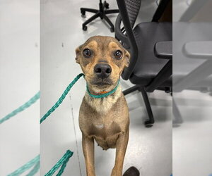 Beagle-Unknown Mix Dogs for adoption in Temple, TX, USA