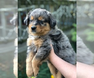 Australian Shepherd Puppy for sale in BROOKVILLE HEIGHTS, IN, USA