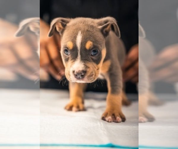 Medium Photo #14 American Bully Puppy For Sale in SMYRNA, GA, USA