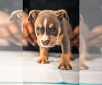 Small Photo #14 American Bully Puppy For Sale in SMYRNA, GA, USA