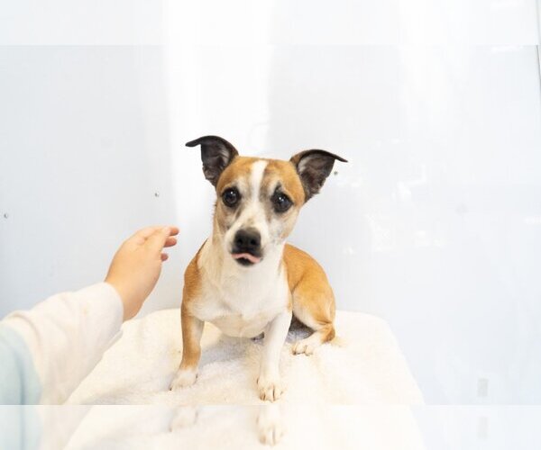 Medium Photo #5 Jack Chi Puppy For Sale in Studio City, CA, USA