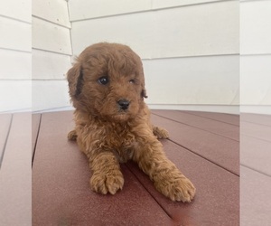 Poodle (Miniature) Puppy for sale in FREDERICKSBURG, OH, USA