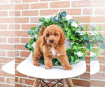 Small Photo #5 Goldendoodle Puppy For Sale in SYRACUSE, IN, USA