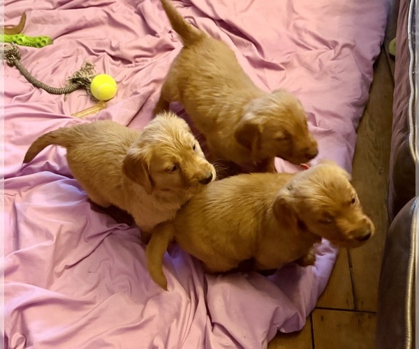 Medium Photo #3 Golden Retriever Puppy For Sale in WOODSTOCK, CT, USA
