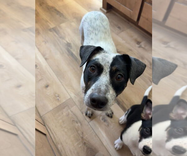 Medium Photo #3 Mutt Puppy For Sale in Salt Lake City, UT, USA