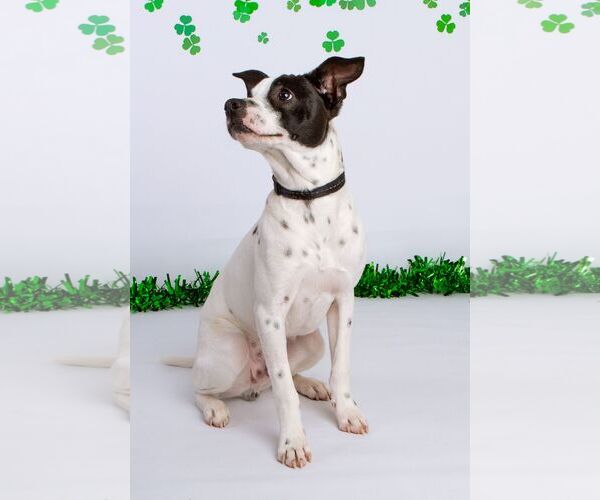 Medium Photo #22 Rat Terrier-Unknown Mix Puppy For Sale in Columbus, IN, USA