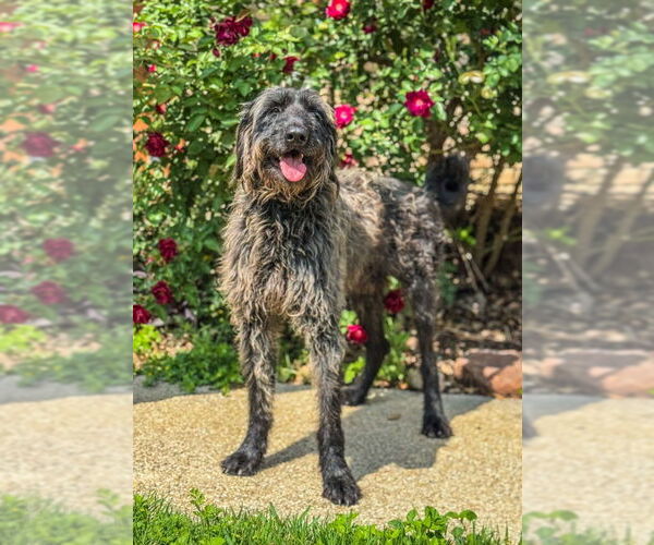 Medium Photo #1 Retriever -Unknown Mix Puppy For Sale in PIPE CREEK, TX, USA
