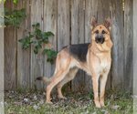 Small Photo #1 German Shepherd Dog Puppy For Sale in Montgomery, AL, USA