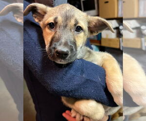 Jackson - Male Australian Kelpie-Unknown Mix Dog for Adoption - Photo #15