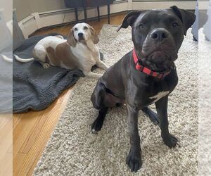 Turtle NJ - Male Bullboxer Pit Dog for Adoption - Photo #10
