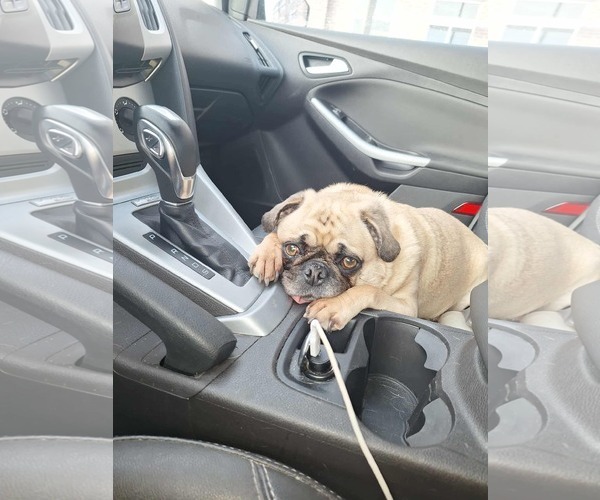 Medium Photo #5 Pug Puppy For Sale in Duluth, MN, USA