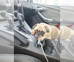 Small #4 Pug