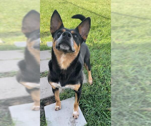 Medium Photo #4 Mutt Puppy For Sale in Rosenberg, TX, USA