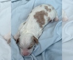Small Photo #28 Cavapoo Puppy For Sale in PENSACOLA, FL, USA