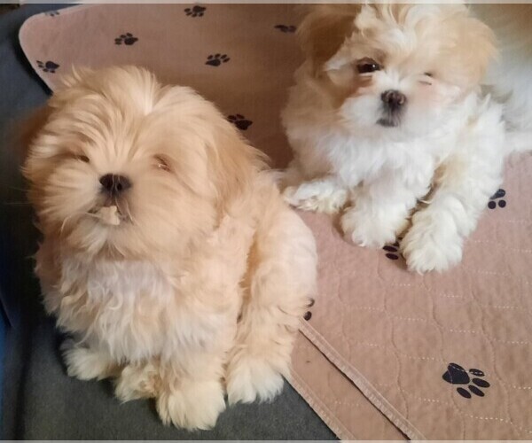 Medium Photo #3 Lhasa Apso Puppy For Sale in TARRYTOWN, NY, USA
