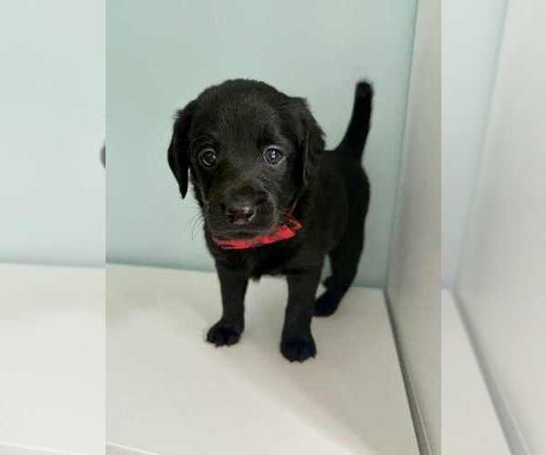 Medium Photo #1 Aussiedoodle-Labradoodle Mix Puppy For Sale in BRYANTOWN, MD, USA