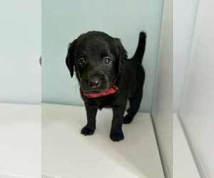 Medium Aussiedoodle-Labradoodle Mix
