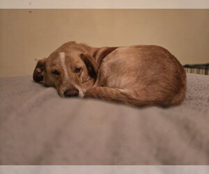 Millie - Female Borador Dog for Adoption - Photo #3