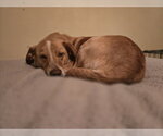Small Photo #3 Borador Puppy For Sale in Lockport, NY, USA