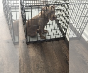 Mother of the American Bully puppies born on 06/23/2026