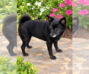 Chug Dogs for adoption in Rocky Mount, NC, USA