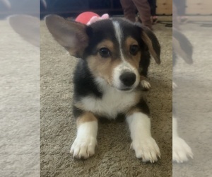 Cowboy Corgi Puppy for sale in LANCASTER, CA, USA