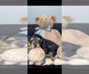 Yorkshire Terrier Puppy for sale in RANCHO CALIFORNIA, CA, USA