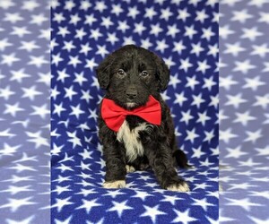 Sheltidoodle Puppy for sale in CHRISTIANA, PA, USA